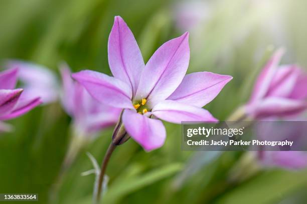 Spring Star Flowers Star Flower Photos and Premium High Res Pictures - Getty Images