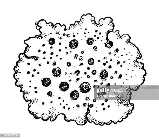 ilustrações, clipart, desenhos animados e ícones de ilustração antiga: tripa de rocha, umbilicaria - líquen