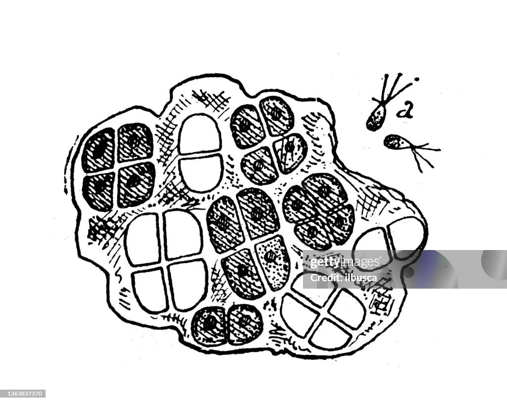 Antique illustration: Ulva bullosa, algae