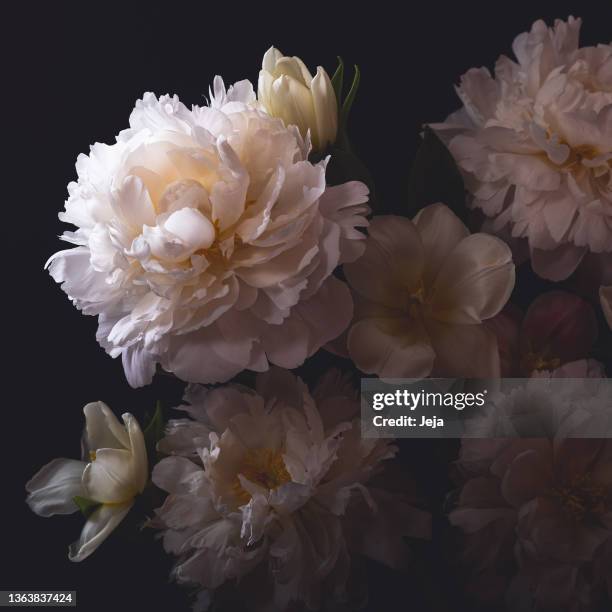 dark-toned photo of white flowers - pion bildbanksfoton och bilder