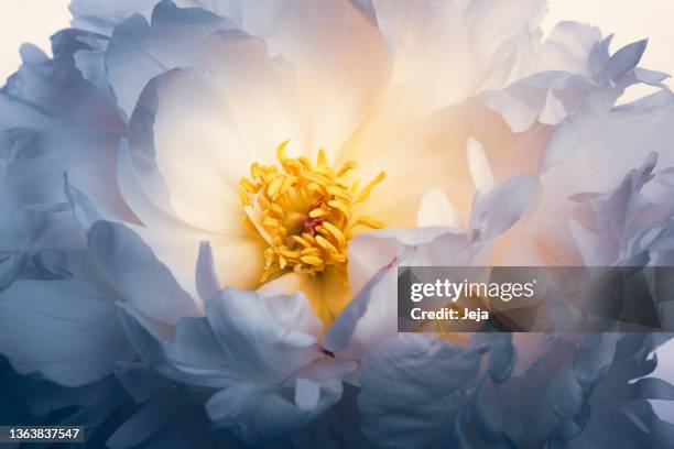 white peony flower - peony stock pictures, royalty-free photos & images