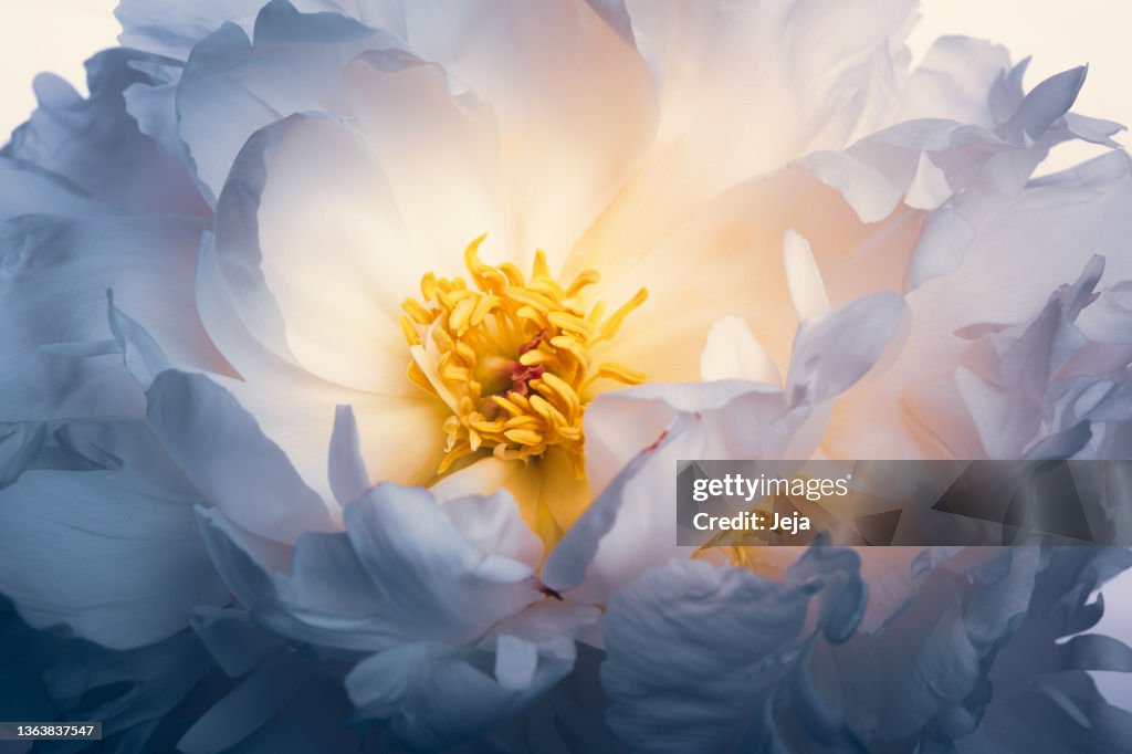 Peônia branca flor