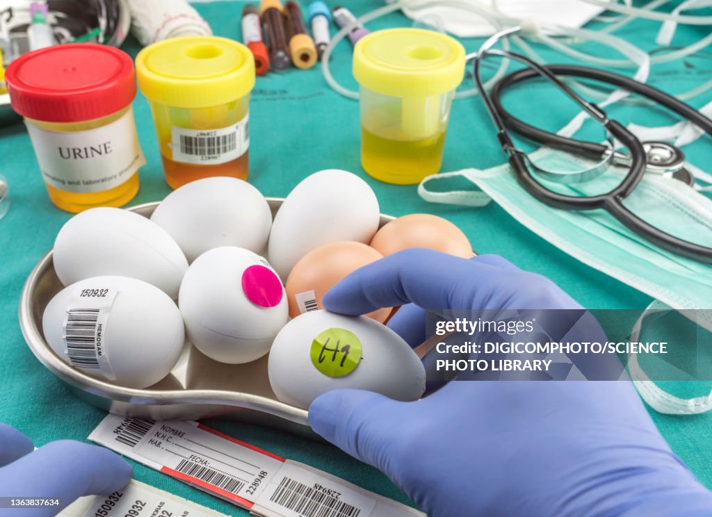 Avian influenza research, conceptual image
