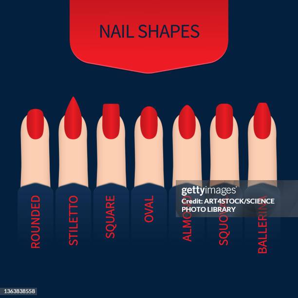 nail shapes, illustration - fingernail stock-grafiken, -clipart, -cartoons und -symbole