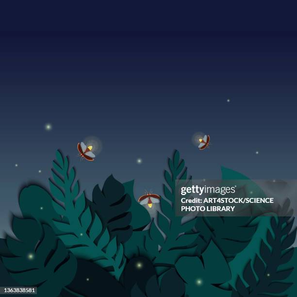 fireflies flashing at night, illustration - beetle stock illustrations