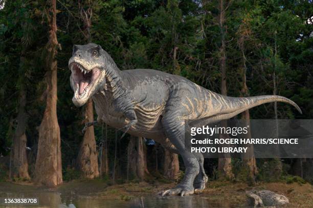 tyrannosaurus rex dinosaur, illustration - dinosaure fotografías e imágenes de stock