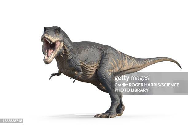tyrannosaurus rex dinosaur, illustration - dinosauri foto e immagini stock
