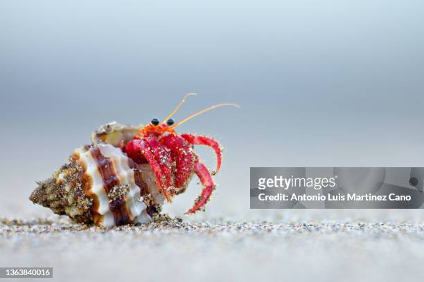 hermit crab - invertebrate stock pictures, royalty-free photos & images