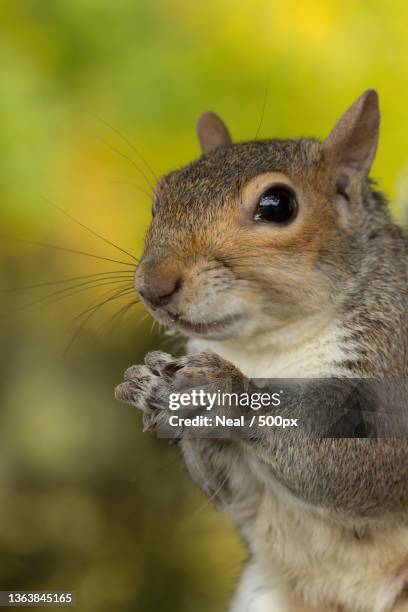 autumn squirrel,close-up of gray squirrel eating food,angel hill,bury saint edmunds,united kingdom,uk - ハイイロリス ストックフォトと画像