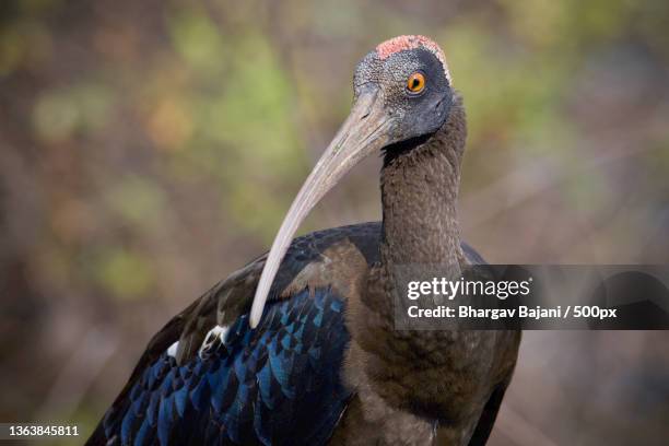 close-up of ibis,india - ibis stock-fotos und bilder