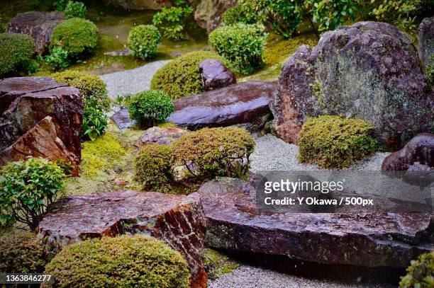 japanese garden,high angle view of moss growing on rock - moss imagens e fotografias de stock