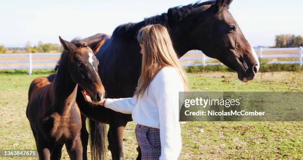 female horse trainer feeding foal next to his mother - taming horse stock pictures, royalty-free photos & images