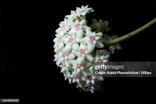 hoya flower macro,close-up of white flowers against black background - aukid stock-fotos und bilder