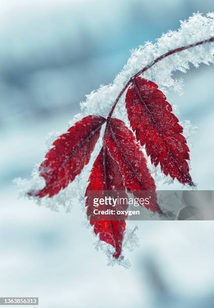frosty crystal ice red leaves dry grass in cold  blue background - lovely frozen leaves stock pictures, royalty-free photos & images