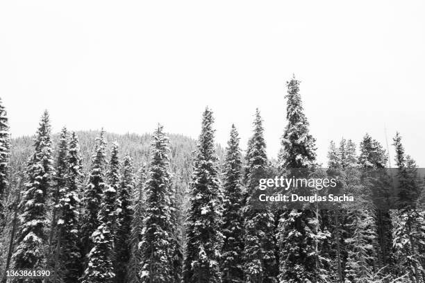 evergreen trees in the arctic climate - extreme weather snow stock pictures, royalty-free photos & images