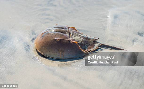 Sea Shell Exoskeleton Crab Exoskeleton Photos and Premium High Res Pictures - Getty Images