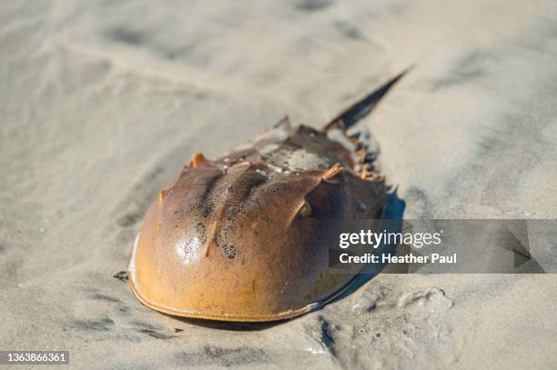 close-up of horseshoe crab shell on the beach - granchio reale foto e immagini stock