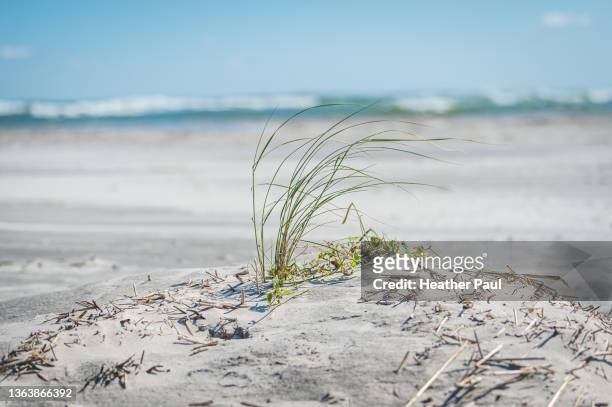 a few strands of american beachgrass growing on a small sand dune on the beach with ocean waves in the background - wildwood new jersey stock pictures, royalty-free photos & images