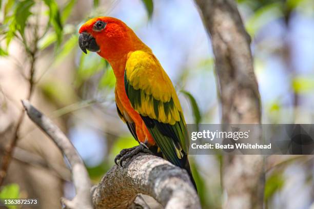 jenday parakeet (aratinga jandaya) - red crowned amazon stock pictures, royalty-free photos & images