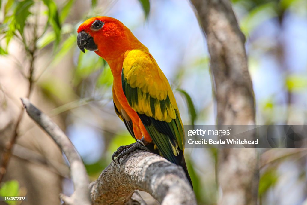 Jenday Parakeet (Aratinga Jandaya)