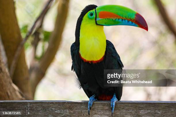 keel-billed toucan (ramphastos sulfuratus) - colombia land stock-fotos und bilder
