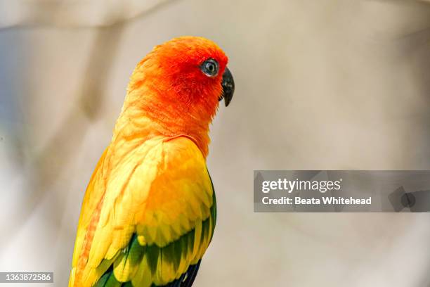 jenday parakeet (aratinga jandaya) - red crowned amazon stock pictures, royalty-free photos & images