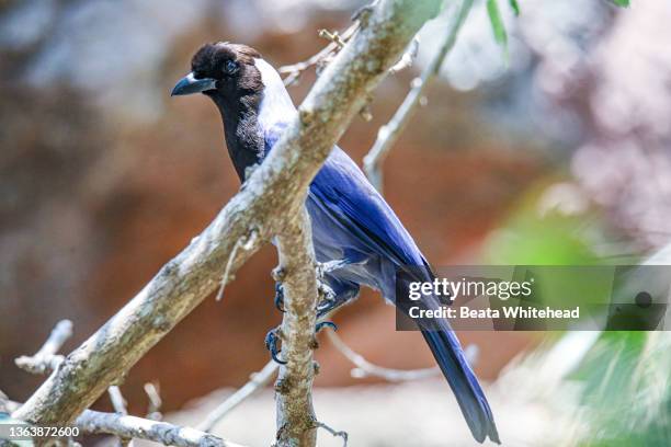 violaceous jay (cyanocorax violaceus) - jay stock pictures, royalty-free photos & images