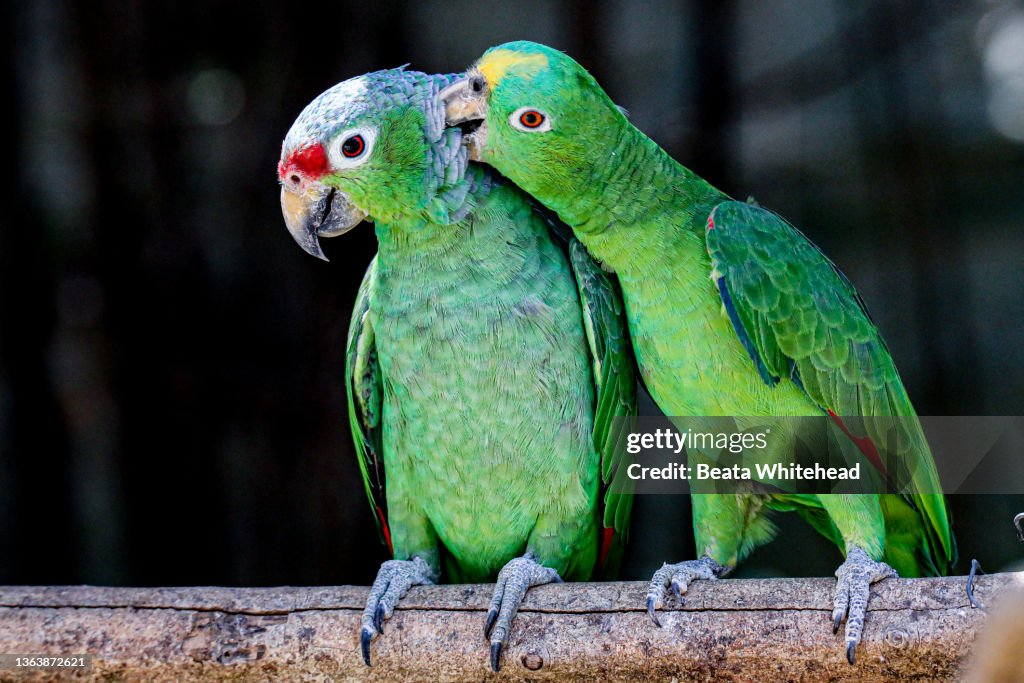 Red-Crowned Amazon (Amazona Viridigenalis) and Yellow-Crowned Amazon (Amazona Ochrocephala)