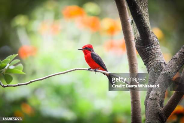 scarlet flycatcher (pyrocephalus rubinus) - wildlife colombia stock-fotos und bilder
