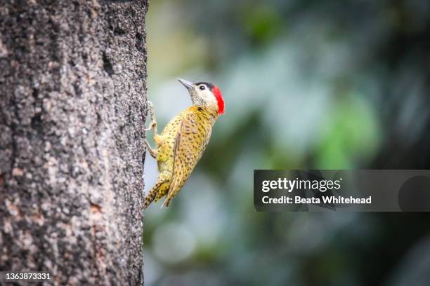 red-crowned woodpecker (melanerpes rubricapillus) - red crowned woodpecker stock pictures, royalty-free photos & images