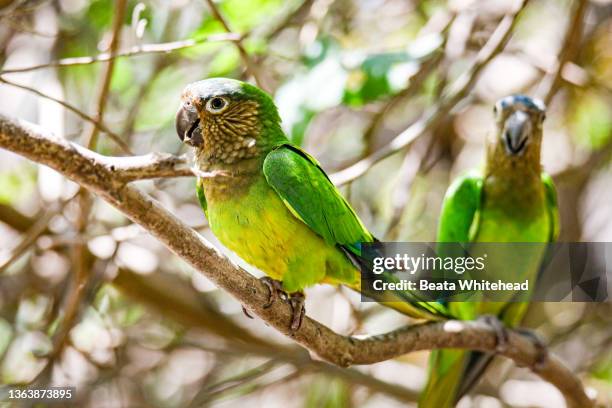 brown throated parakeet (aratinga pertinax) - volière stockfoto's en -beelden