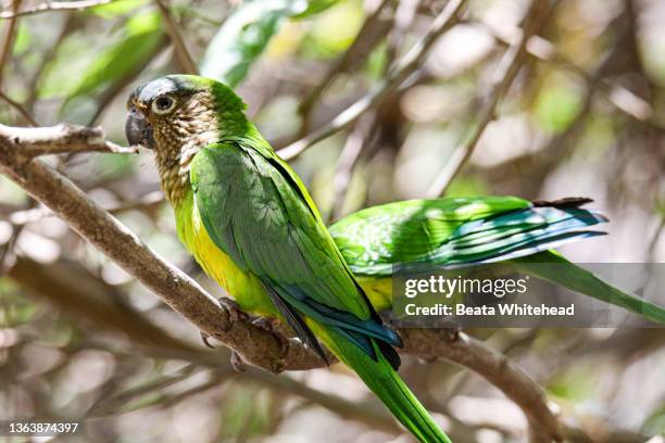 brown throated parakeet (aratinga pertinax) - wildlife colombia stock-fotos und bilder