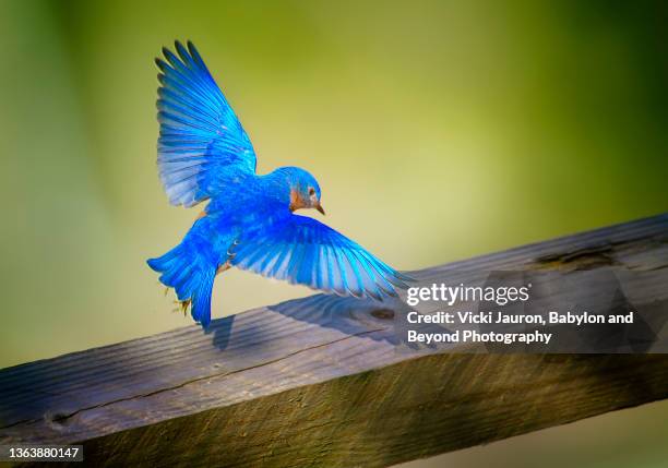 adorable male bluebird perching on fence against beautiful background in audubon, pennsylvania - eastern bluebird stock-fotos und bilder