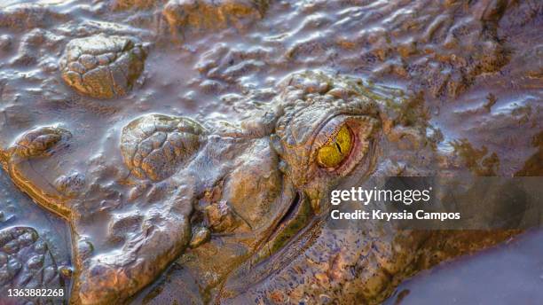 american crocodile head coming out of water, close up to eye (crocodylus acutus) at tarcoles river in costa rica - swampy the alligator stock pictures, royalty-free photos & images