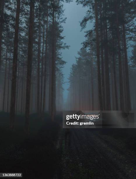 夜に不気味な森の中に立っている女性 - horror movie ストックフォトと画像
