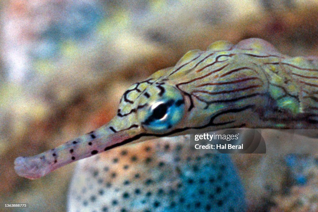 Reeftop Pipefish close-up