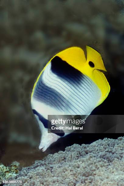 pacific double-saddle butterflyfish - pacific double saddle butterflyfish stock pictures, royalty-free photos & images