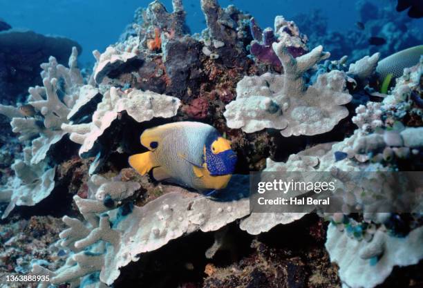 yellow-mask angelfish swimming over coral reef - pomacanthus xanthometopon stock pictures, royalty-free photos & images