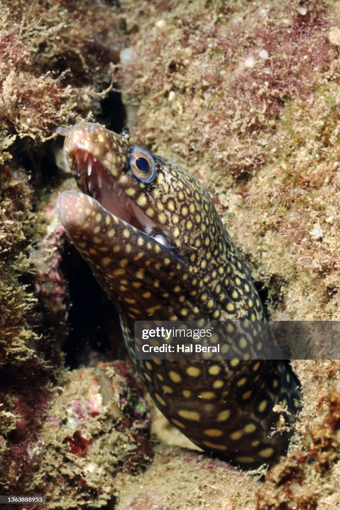 Jewel Moray Eel with open mouth showing teeth