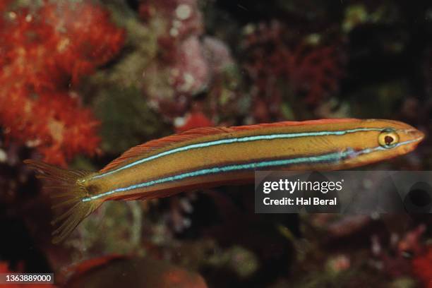 bluestriped fangblenny - blenny stock pictures, royalty-free photos & images