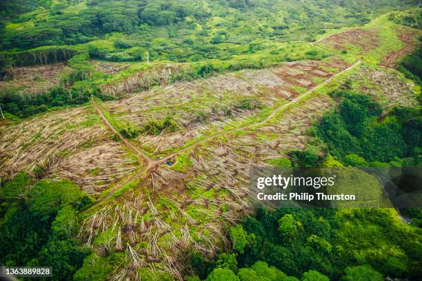 high angle view of deforestation - ontbossing stockfoto's en -beelden