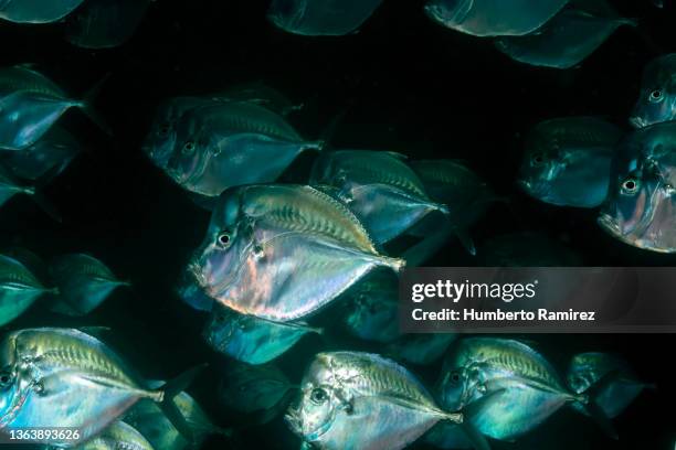 Little Lookdown Fish 75 Lookdown Fish Stock Photos, High-Res Pictures, and Images - Getty Images