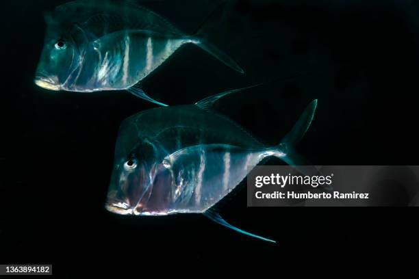 Little Lookdown Fish 77 Lookdown Fish Stock Photos, High-Res Pictures, and Images - Getty Images