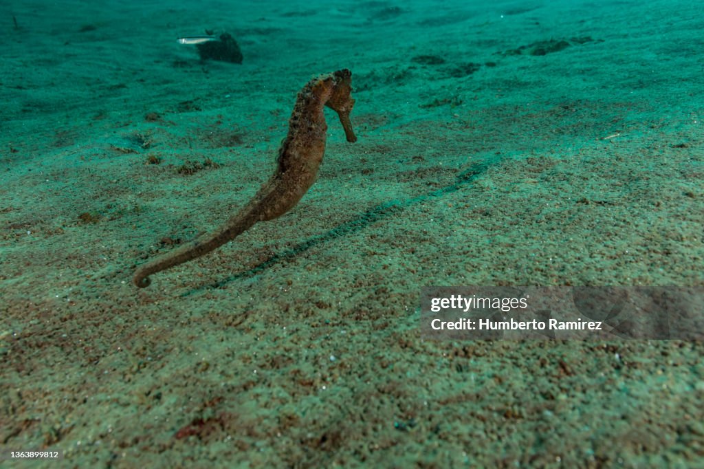 Longsnout Seahorse.