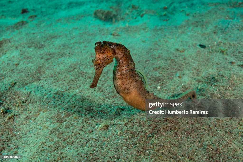 Longsnout Seahorse.