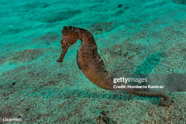 longsnout seahorse. - seahorse stock pictures, royalty-free photos & images