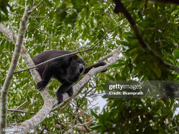 wild yucatan black howler monkey in the mountain pine ridge forest reserve in the caribbean nation of belize - howler monkey stock pictures, royalty-free photos & images