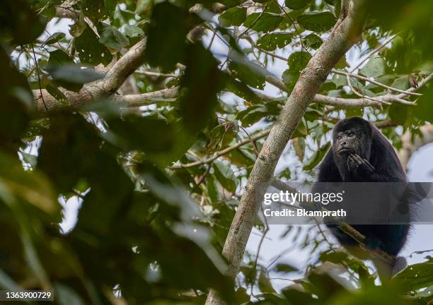 wild yucatan black howler monkey in the mountain pine ridge forest reserve in the caribbean nation of belize - howler monkey stock pictures, royalty-free photos & images