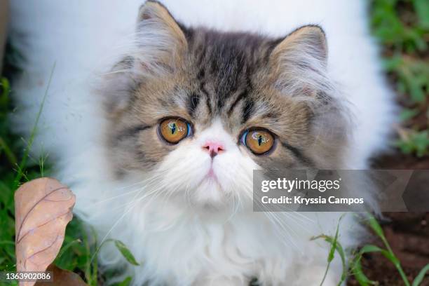 cute bicolor black - white persian kitten sitting on grass at garden - persian cat stock pictures, royalty-free photos & images