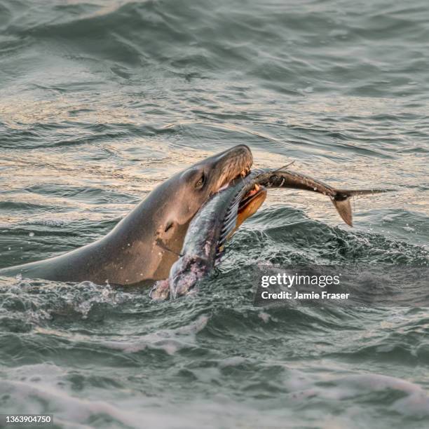 sea lion devouring fish in otago harbour - dunedin new zealand stock pictures, royalty-free photos & images